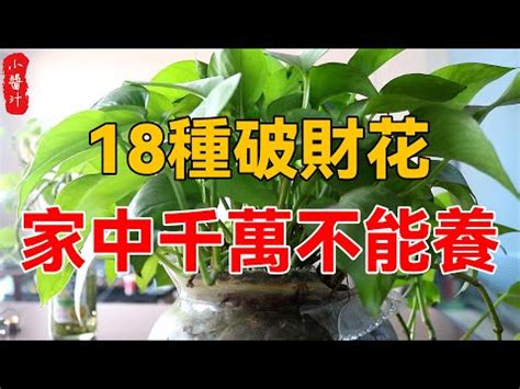 前陽台|前陽台招財植物大全！15 種適合陽台的植物助你財源。